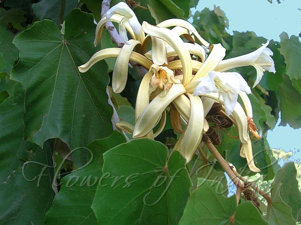 pterospermum-acerifolium-kanak-champa